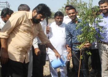 tree Plantation