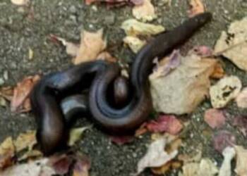 हिवरखेडात आढळला दुतोंडया "मांडूळ" जातीचा साप,वनविभागाने केले रेस्क्यू