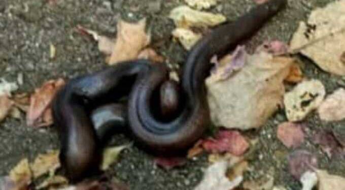 हिवरखेडात आढळला दुतोंडया "मांडूळ" जातीचा साप,वनविभागाने केले रेस्क्यू