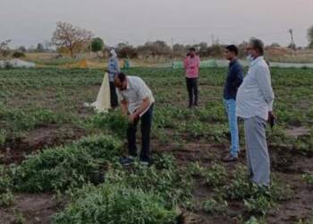 स्थानिक गुन्हे शाखेची अवैधरीत्या गांजाचे झाडे लावुन शेती करणा – या इसमांवर कारवाई  १,८८,५५०/- रु चा मुद्देमाल जप्त