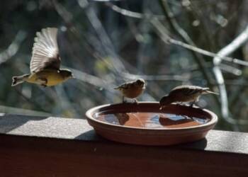उन्हाळ्यात पशु व पक्षांची घ्यावयाची काळजी