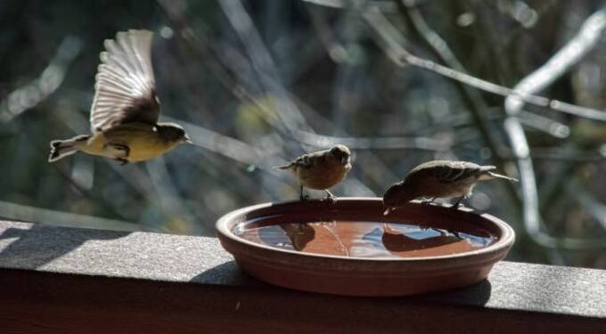 उन्हाळ्यात पशु व पक्षांची घ्यावयाची काळजी