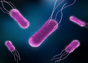 Salmonella