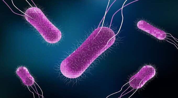 Salmonella