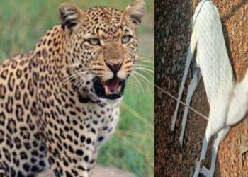 बिबट्या