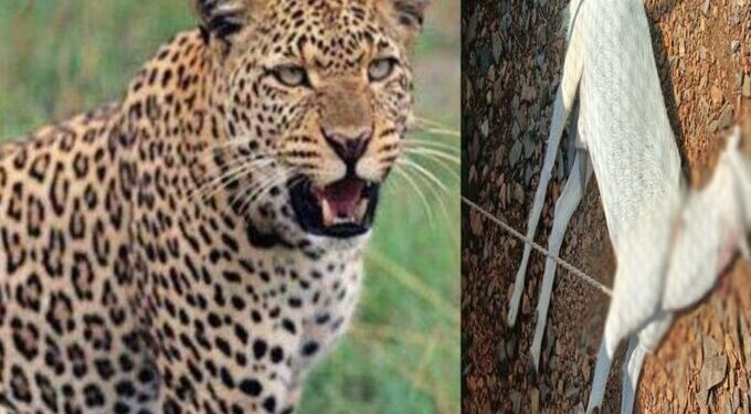 बिबट्या