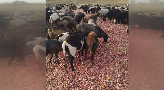 भाव मिळत नसल्याने शेतकऱ्याने दोनशे क्विंटल कांदा मेंढरांना टाकला