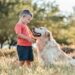 animales-domesticos-