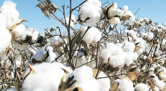 cotton