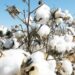 cotton