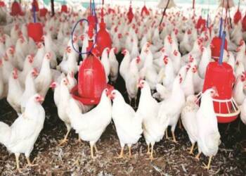 विशेष लेख : पावसाळ्यापूर्वी कुक्कुटपालकानी घ्यावयाची काळजी