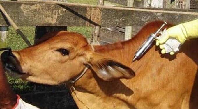 विशेष लेख : जनावरांना पावसाळ्यात होणारे रोग व प्रतिबंधक उपयोजना