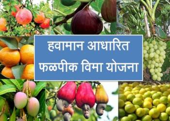पुनर्रचित हवामान आधारित फळपिक विमा योजना; शेतकऱ्यांनी सहभागी व्हावे- कृषी अधिकाऱ्यांचे आवाहन