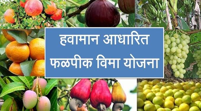 पुनर्रचित हवामान आधारित फळपिक विमा योजना; शेतकऱ्यांनी सहभागी व्हावे- कृषी अधिकाऱ्यांचे आवाहन