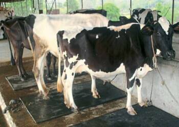 जनावरांचे व्यवस्थापन