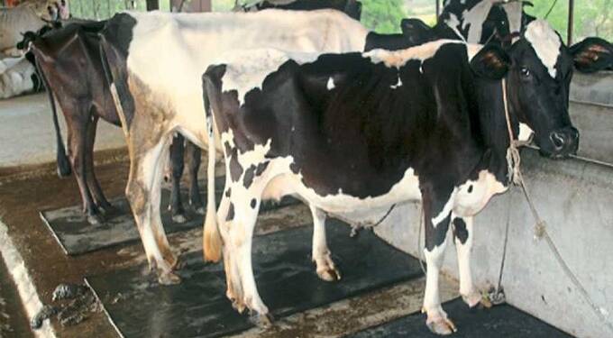 जनावरांचे व्यवस्थापन