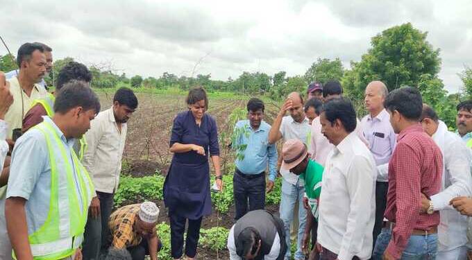 tree plantetion photo