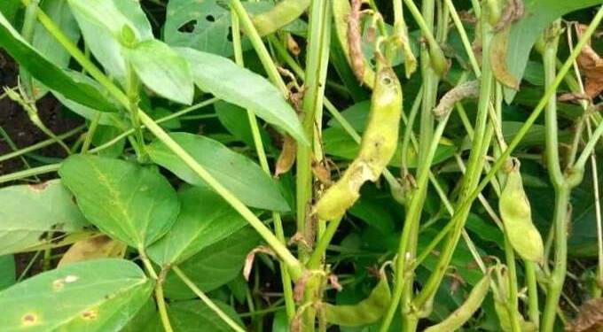 crops