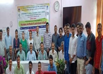 ॲनिमल राहत संघटनेचा उपक्रम: बैलांचे वेदनारहित खच्चीकरणाचे प्रशिक्षण