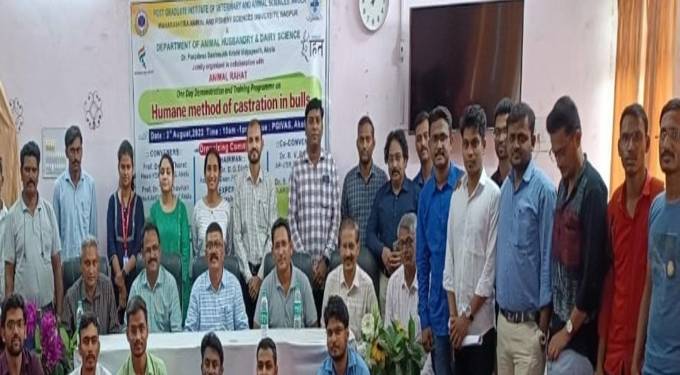 ॲनिमल राहत संघटनेचा उपक्रम: बैलांचे वेदनारहित खच्चीकरणाचे प्रशिक्षण