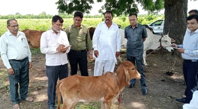 जिल्ह्यात जनावरांमध्ये ‘लम्पि स्किन डिसीज’चा प्रादुर्भाव: पशुपालकांना सजगतेचे आवाहन; प्रशासनाची सज्जता, १९६२ टोल फ्री क्रमांक जारी