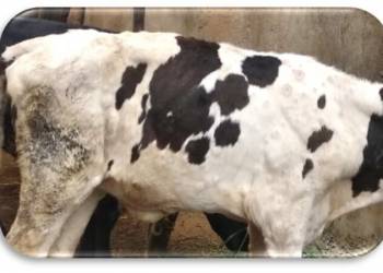 लम्पिग्रस्त जनावर