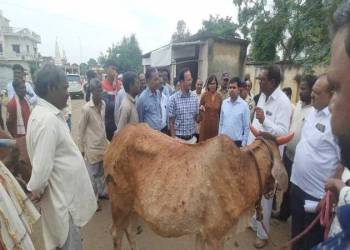 लम्पि स्किन