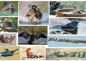 occasion of Bird Week