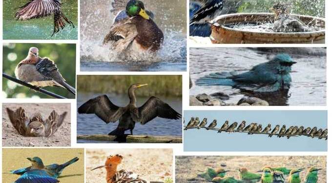 occasion of Bird Week