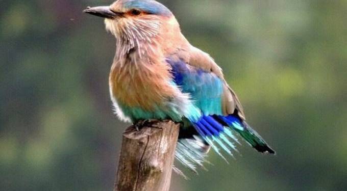 Bird