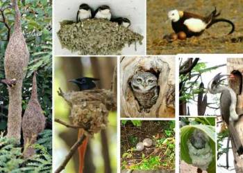 पक्षी सप्ताह