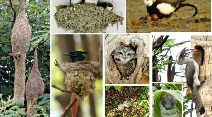 पक्षी सप्ताह