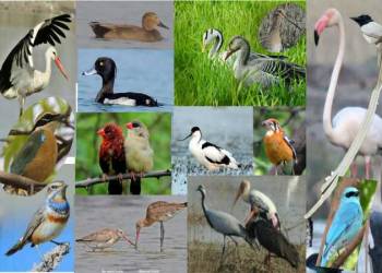 पक्षी स्थलांतरीत