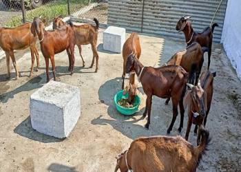 शेळीः मुरघास ५