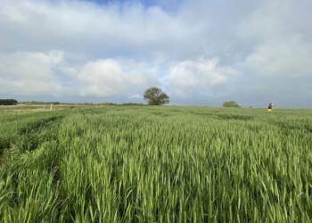 रब्बी हंगाम