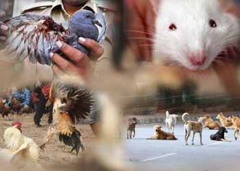 पशुपालन