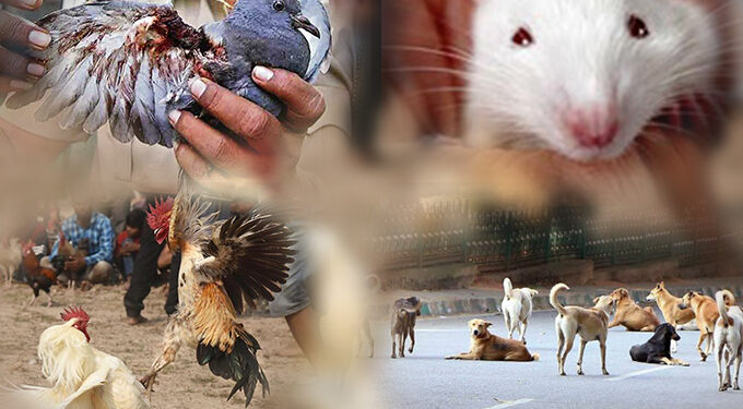 पशुपालन