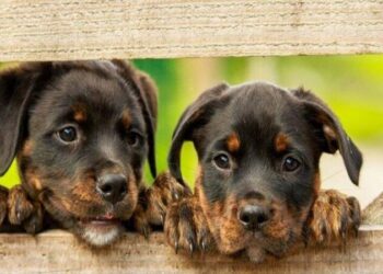 प्राणी संरक्षण