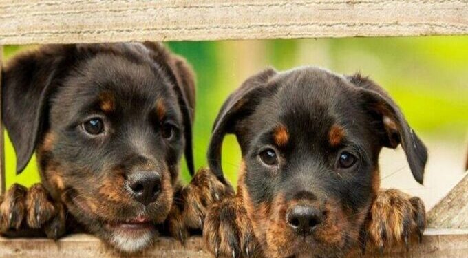 प्राणी संरक्षण