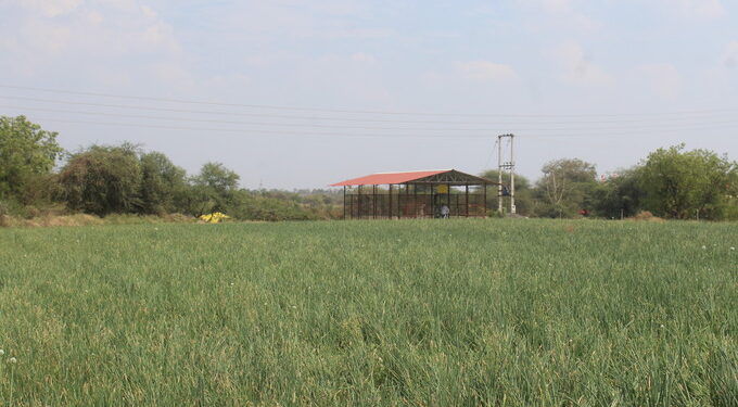 एकात्मिक फलोत्पादन विकास योजना : कांदाचाळीमुळे मिळाली शाश्वत उत्पन्नाची हमी