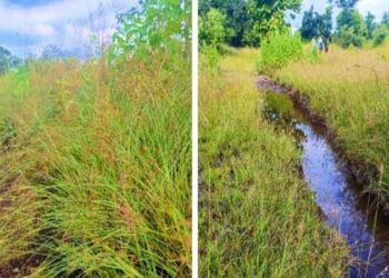 वन क्षेत्रातील ‘कुरणाचे कुंपण’करणार ‘शेताची राखण’