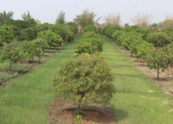 खेर्डा फळबाग व आंतरपिक (1)