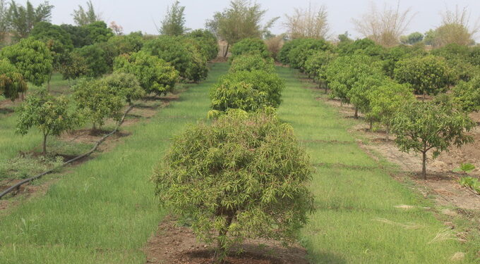 खेर्डा फळबाग व आंतरपिक (1)