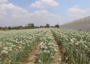 नानाजी देशमुख कृषी संजिवनी प्रकल्प: ‘महागाव’ मध्ये शेतकरी गटाच्या माध्यमातून घडले परिवर्तन