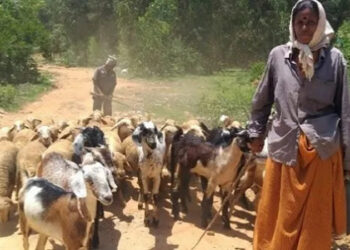पशूसंवर्धन क्षेत्रात महिलांची भू