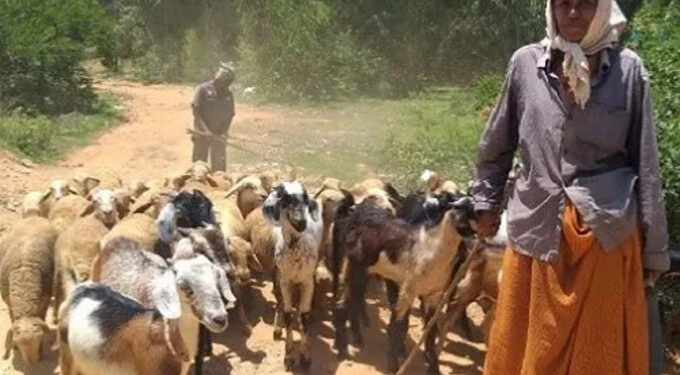 पशूसंवर्धन क्षेत्रात महिलांची भू