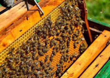 मधमासी पालन