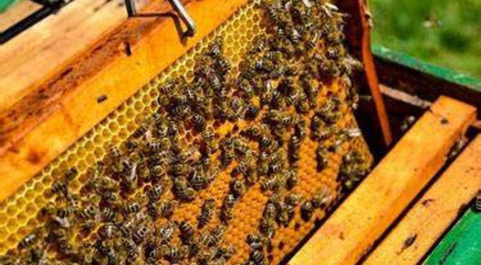 मधमासी पालन
