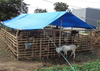 शेळी निवारा