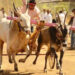 Bullock Cart races and Jallikattu | हुर्ररररर…! महाराष्ट्रातील बैलगाडा शर्यतींचा मार्ग मोकळा, सुप्रीम कोर्टाचा मोठा निर्णय